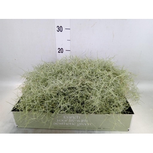 Tillandsia usneoides