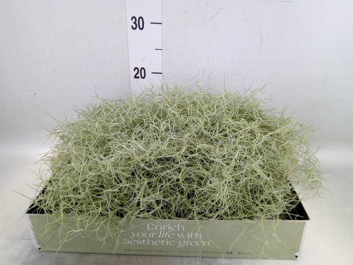 <h4>Tillandsia usneoides</h4>