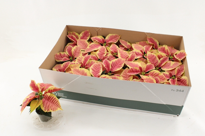 <h4>EUPHOR P CHR F MARB</h4>