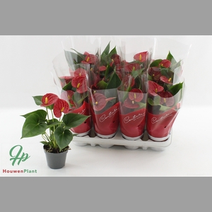 ANTHU AN SUCCESS RED