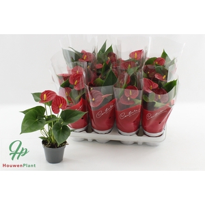 ANTHU AN SUCCESS RED