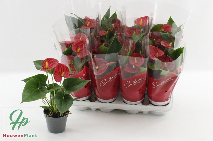 <h4>ANTHU AN SUCCESS RED</h4>