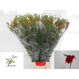 Freesia du Expression