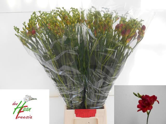 <h4>Freesia du Expression</h4>