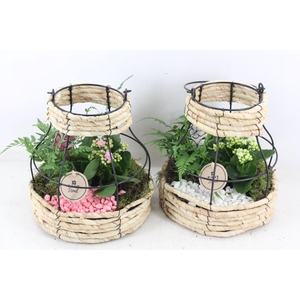 arr2 PL - Mand metaal windlicht - roze/wit