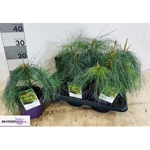 PINUS STROBUS