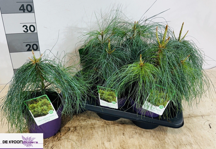 <h4>PINUS STROBUS</h4>