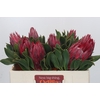 Protea Cynaroides Madiba