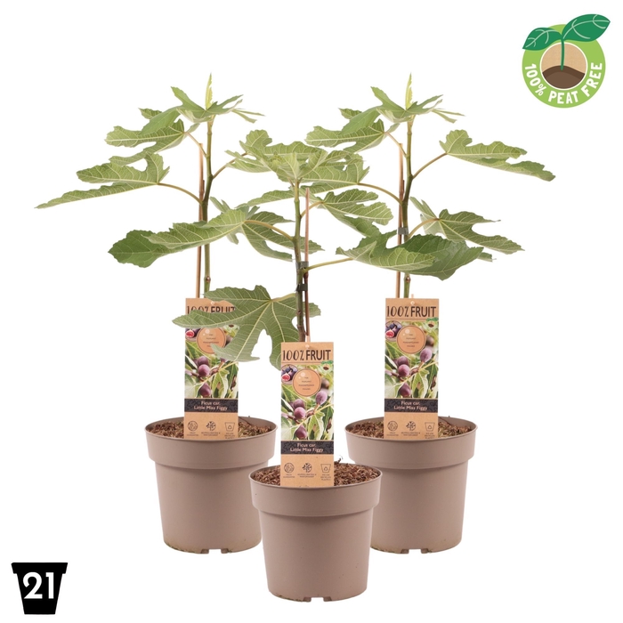 <h4>Ficus Carica Little Miss Figgy</h4>