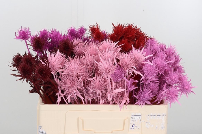 <h4>Eryn Geverfd</h4>