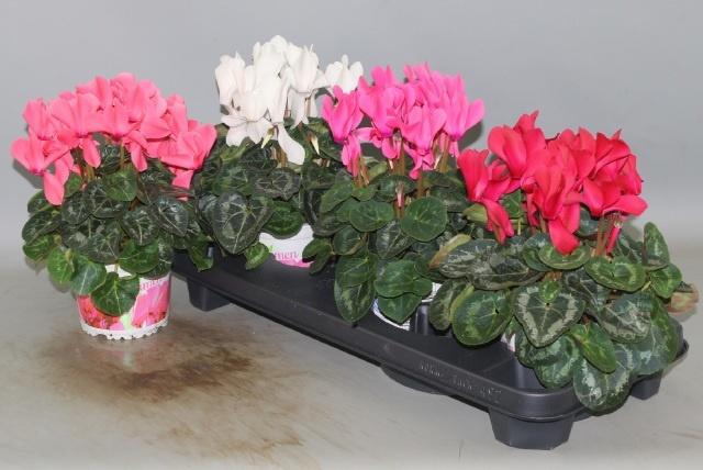 <h4>CYCL GR SUP XL</h4>