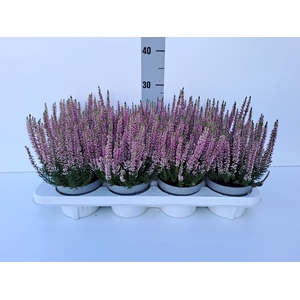 Calluna vulg. 'Beauty L Merlyn'