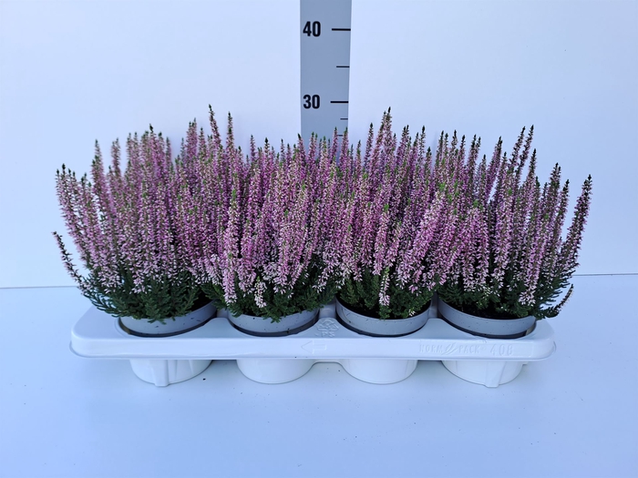 Calluna vulg. 'Beauty L Merlyn'