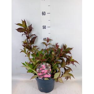 Weigela florida 'Minuet'