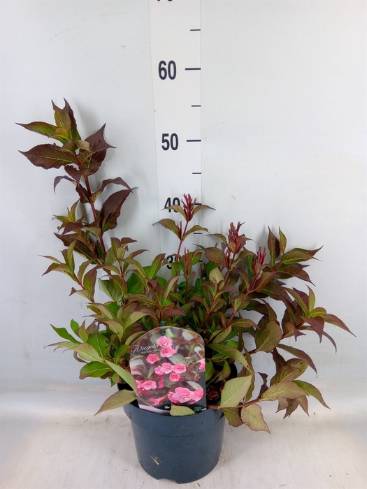 <h4>Weigela florida 'Minuet'</h4>
