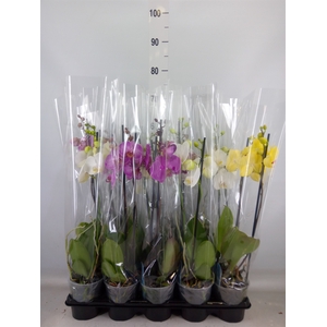 Phalaenopsis   ...mix  5