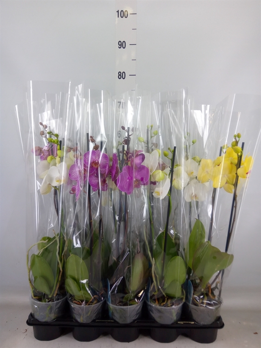 <h4>Phalaenopsis   ...mix  5</h4>