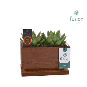 The Green Lighting Garden LED Small lang met Succulent