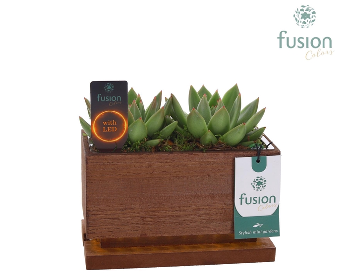 <h4>The Green Lighting Garden LED Small lang met Succulent</h4>