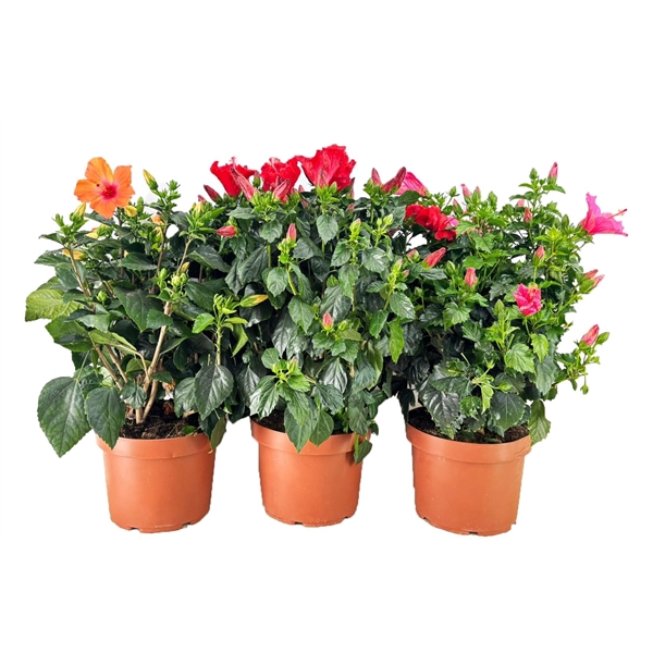 <h4>Hibiscus</h4>