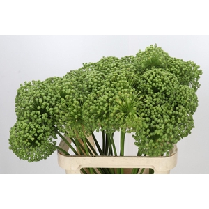 ALLIUM ZAADBOLLEN ALLIUM ZAADBOLLEN