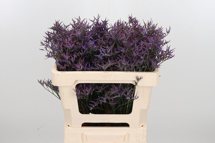 <h4>Lim Saf Dark Blue</h4>