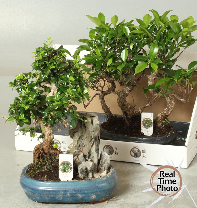<h4>BONSAI GEM</h4>