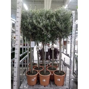 Olea europaea