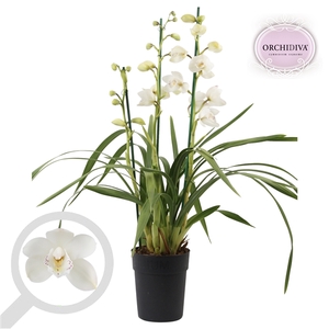 Cymbidium wit 3 tak