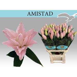 LI OR DU AMISTAD