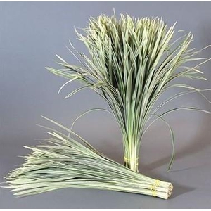 LILYGRASS VARIEGATED