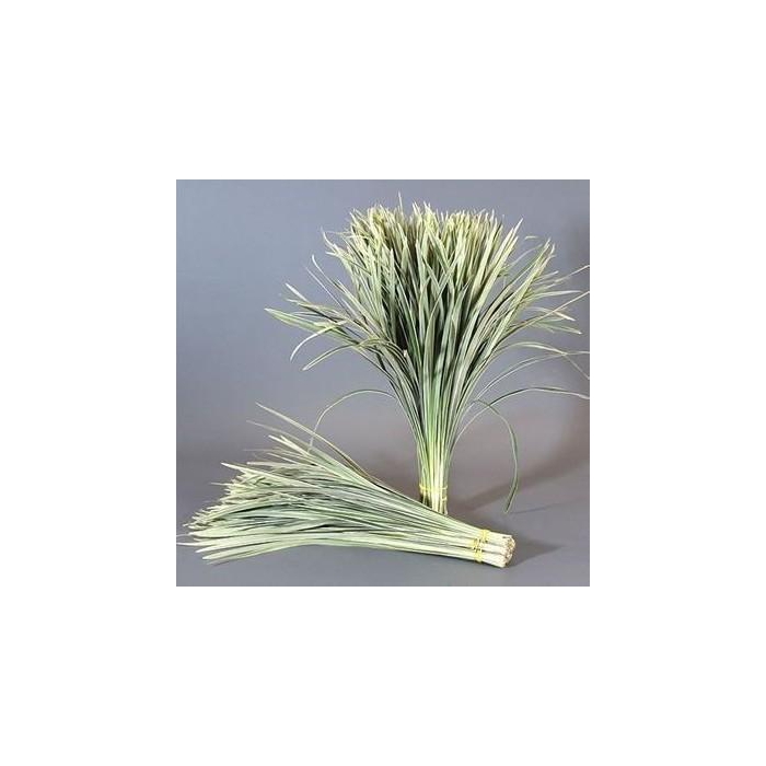 <h4>LILLYGRASS VARIEGATED</h4>