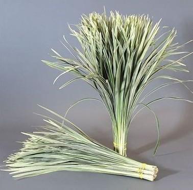 <h4>LILYGRASS VARIEGATED</h4>