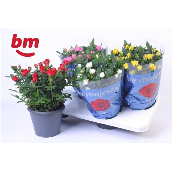 <h4>Rosa Jewel Patio Mix 17cm</h4>