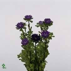 Callis Serene Blue Hanemaaijer