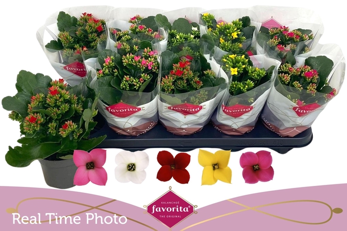 <h4>KAL EN GEM 5 KL</h4>