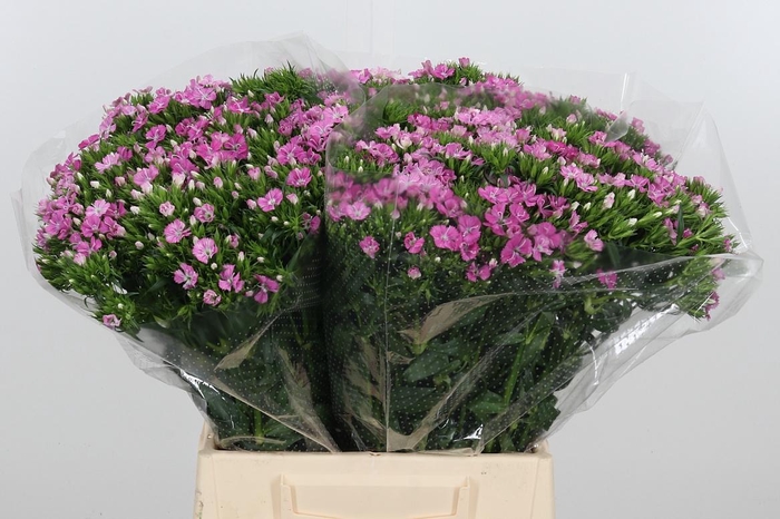 <h4>Di Barb Am Rose</h4>