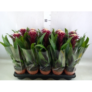 Guzmania  'Francesca'