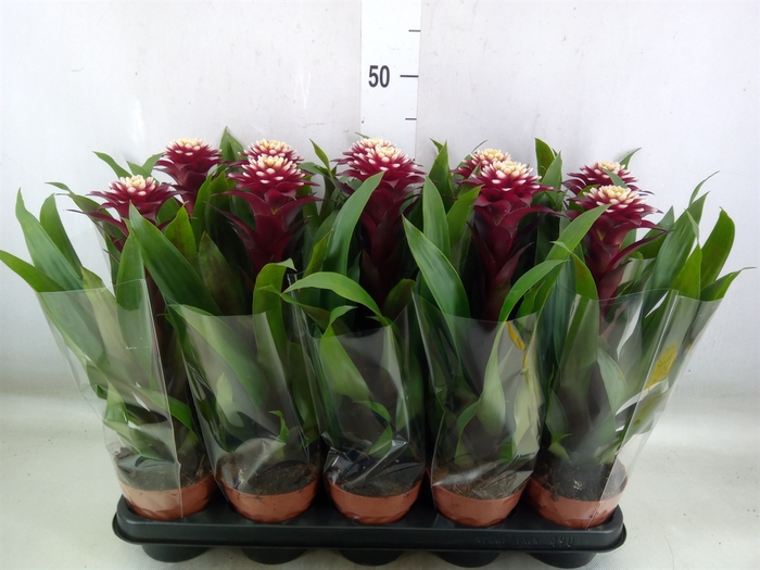 <h4>Guzmania  'Francesca'</h4>