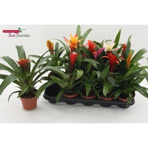 BROMELIA GEM