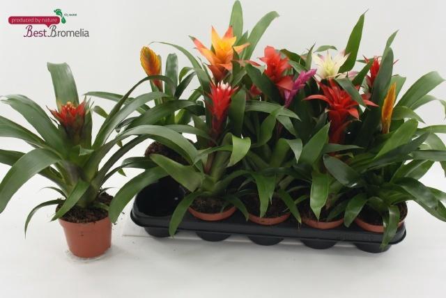 <h4>BROMELIA GEM</h4>