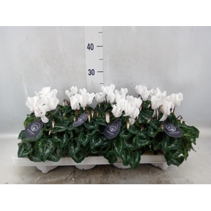 Cyclamen MD   ...patio