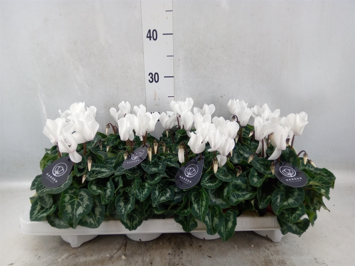 Cyclamen MD   ...patio