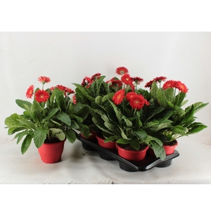 Gerbera XL Garvinea rood 4+