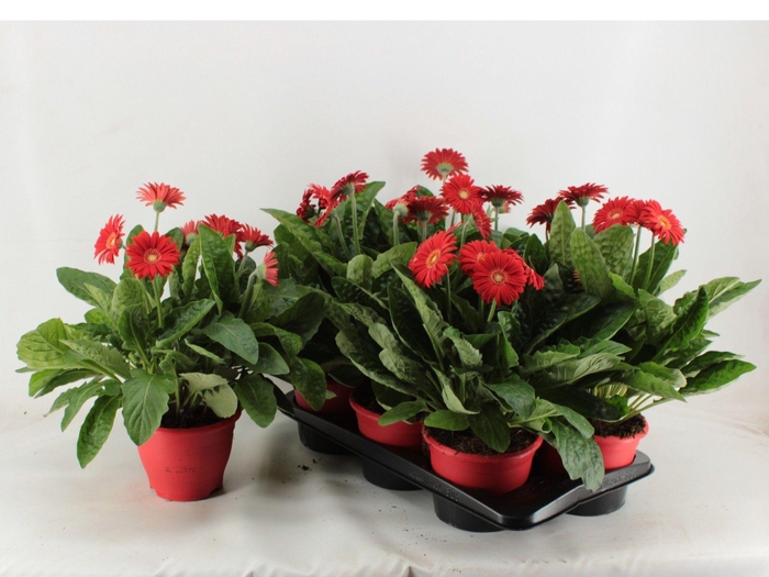 <h4>Gerbera XL Garvinea rood 4+</h4>