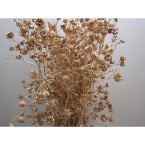 Abutilo A Antiek L80