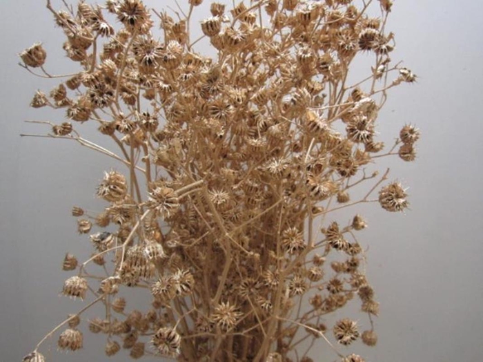 <h4>Abutilo A Antiek L80</h4>