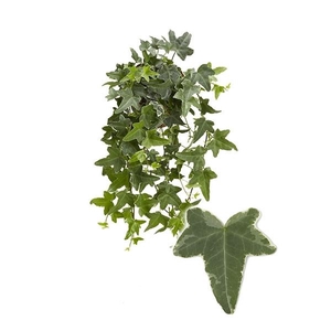 Hedera helix 'Mona Lisa'