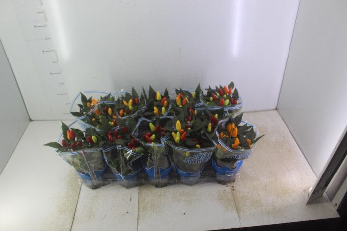 <h4>PIMENTA P11</h4>