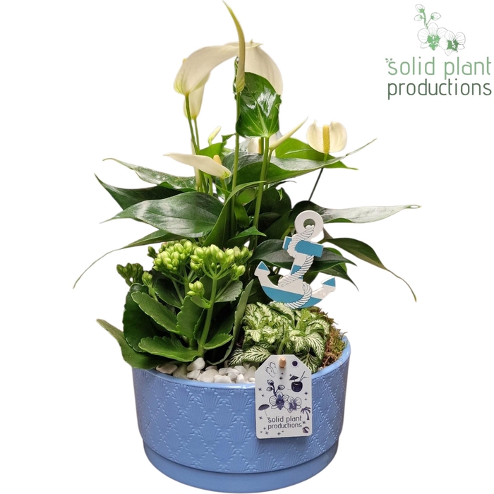 <h4>AT003 Loes Blue Anthurium</h4>